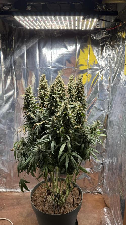 Gorilla & Northern Lights. Week 14