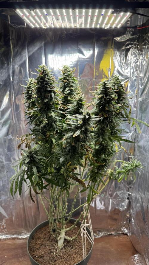 Gorilla & Northern Lights. Week 14