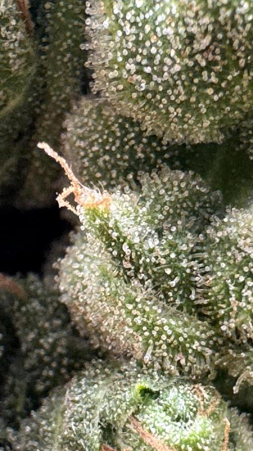 Gorilla & Northern Lights. Week 14