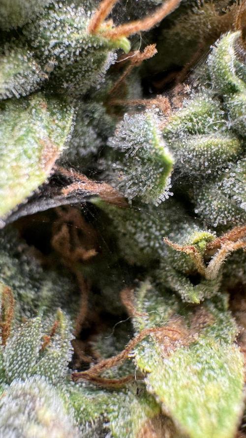 Gorilla & Northern Lights. Week 14