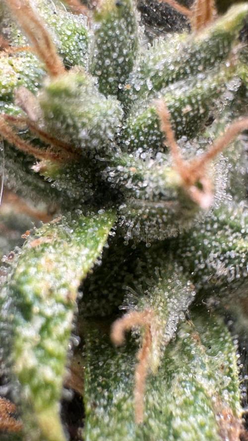 Gorilla & Northern Lights. Week 14