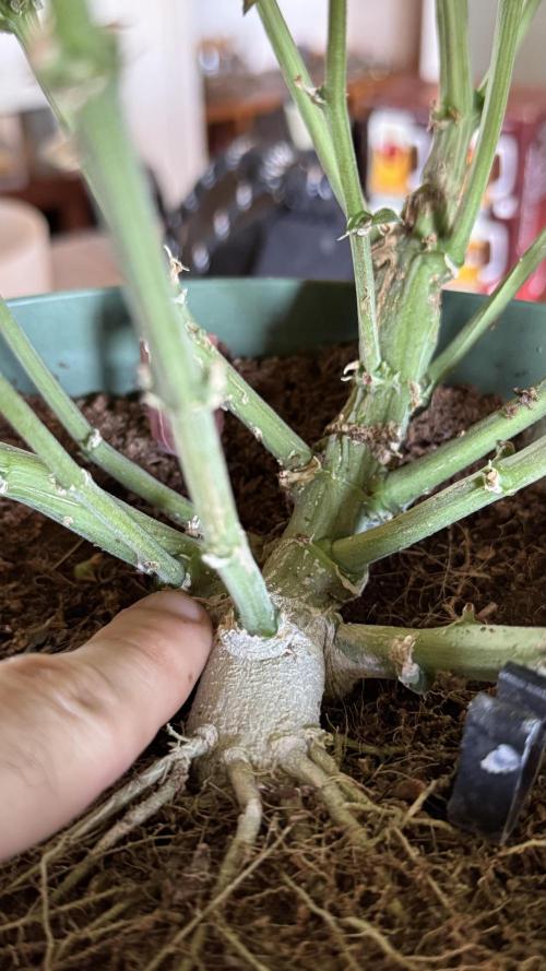 Gorilla & Northern Lights. Week 14