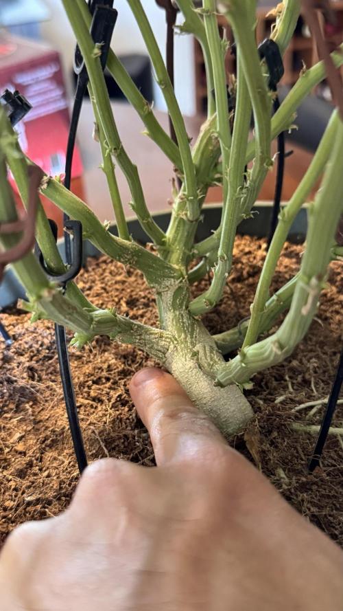 Gorilla & Northern Lights. Week 14