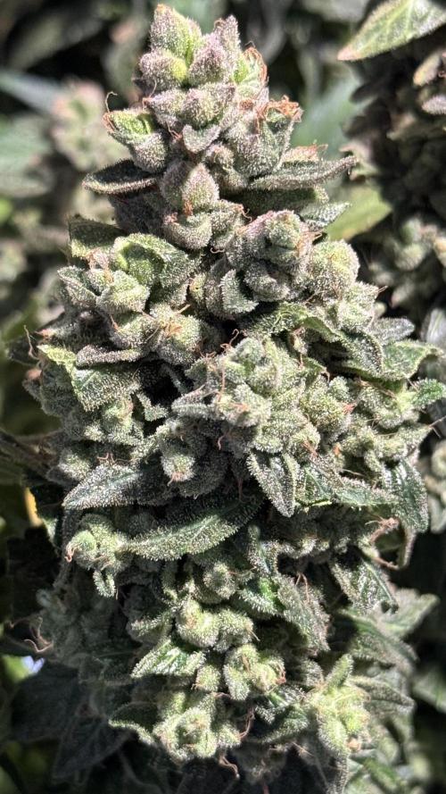 Gorilla & Northern Lights. Week 14