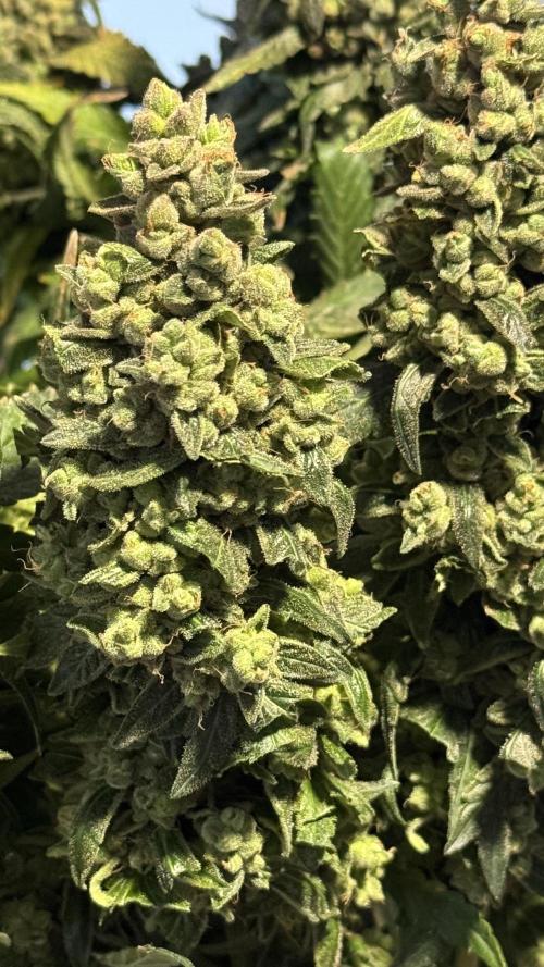 Gorilla & Northern Lights. Week 14