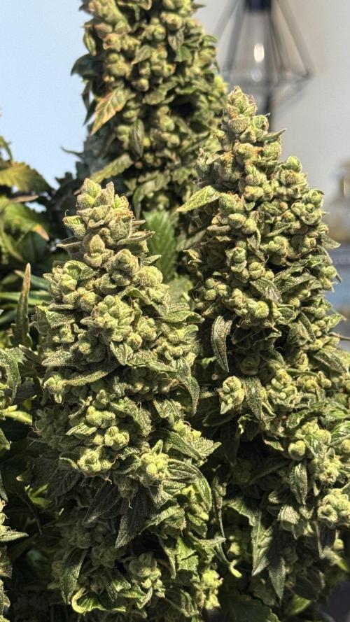 Gorilla & Northern Lights. Week 14