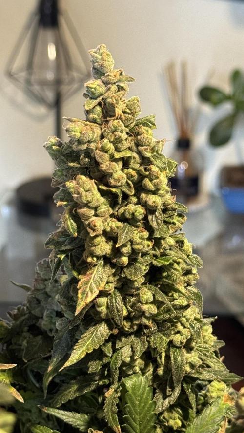 Gorilla & Northern Lights. Week 14