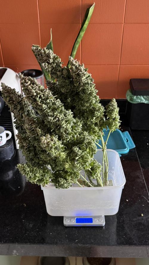 Gorilla & Northern Lights. Week 14