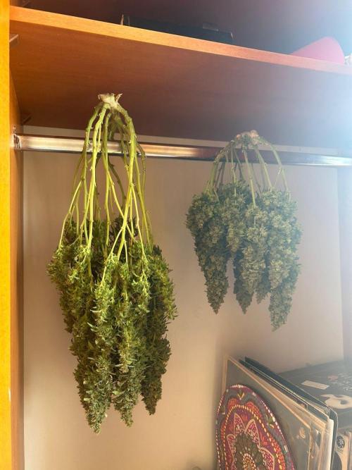 Gorilla & Northern Lights. Week 14