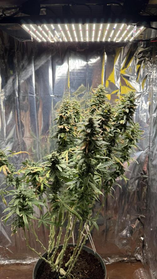 Gorilla & Northern Lights. Week 15