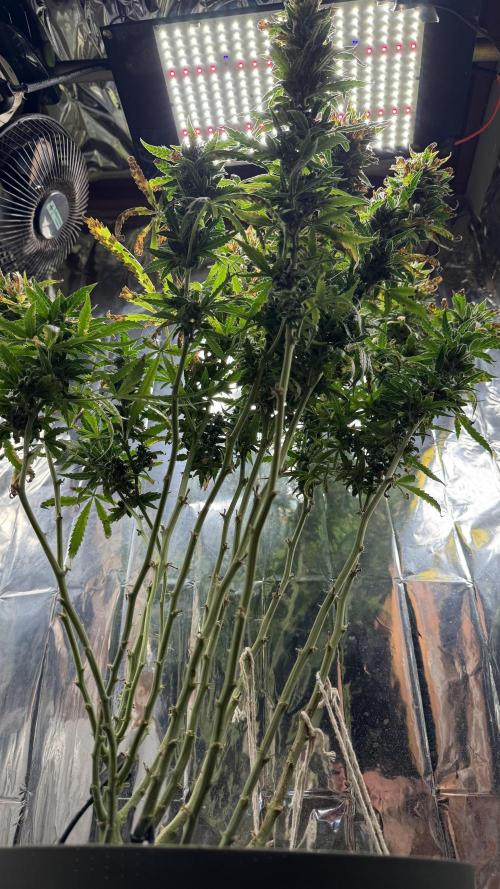 Gorilla & Northern Lights. Week 15