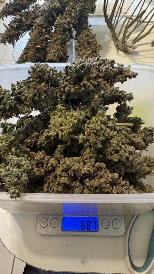 Gorilla & Northern Lights. Week 15