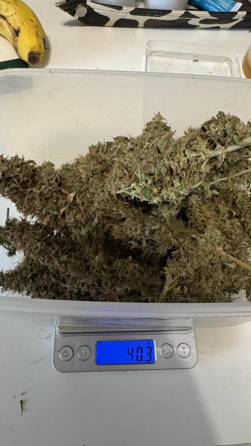 Gorilla & Northern Lights. Week 15