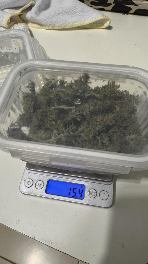 Gorilla & Northern Lights. Week 15