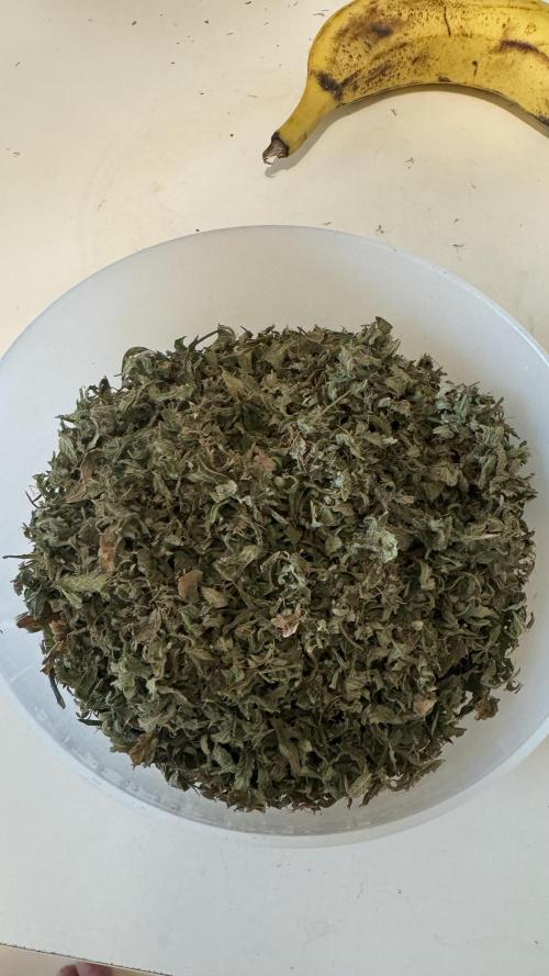 Gorilla & Northern Lights. Week 15