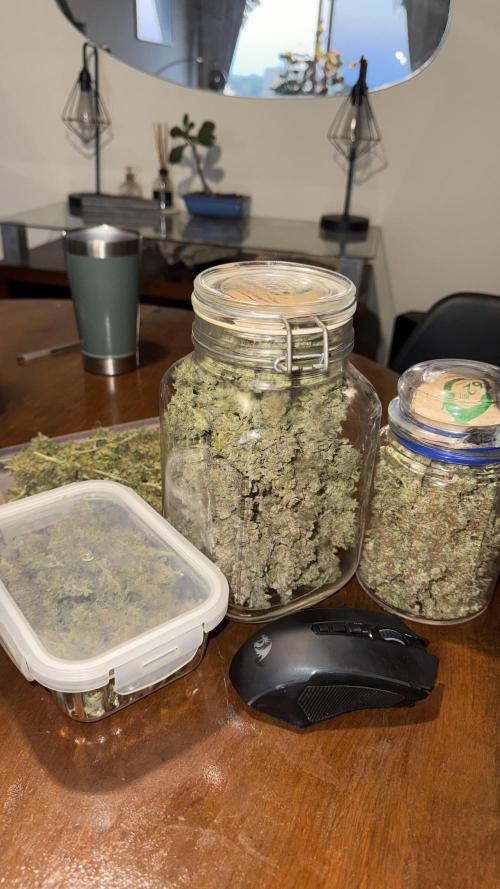 Gorilla & Northern Lights. Week 15