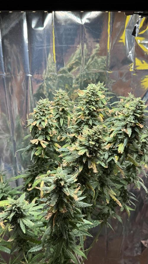 Gorilla & Northern Lights. Week 15