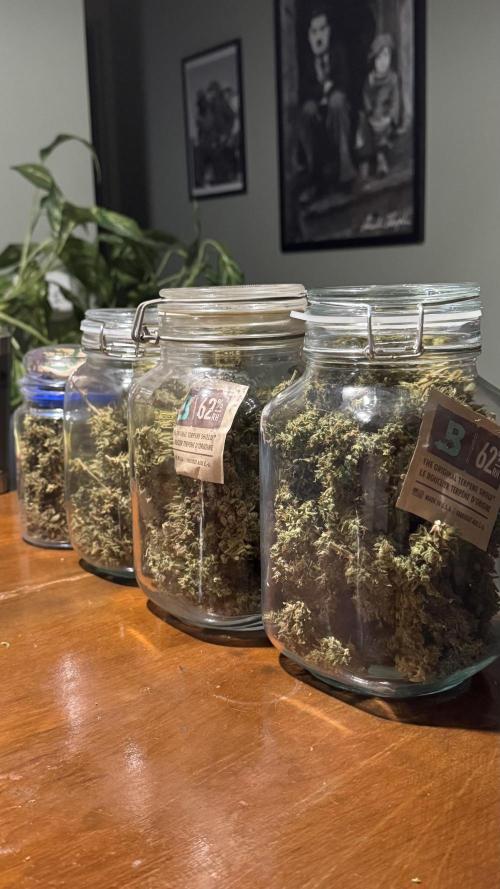 Gorilla & Northern Lights. Week 17