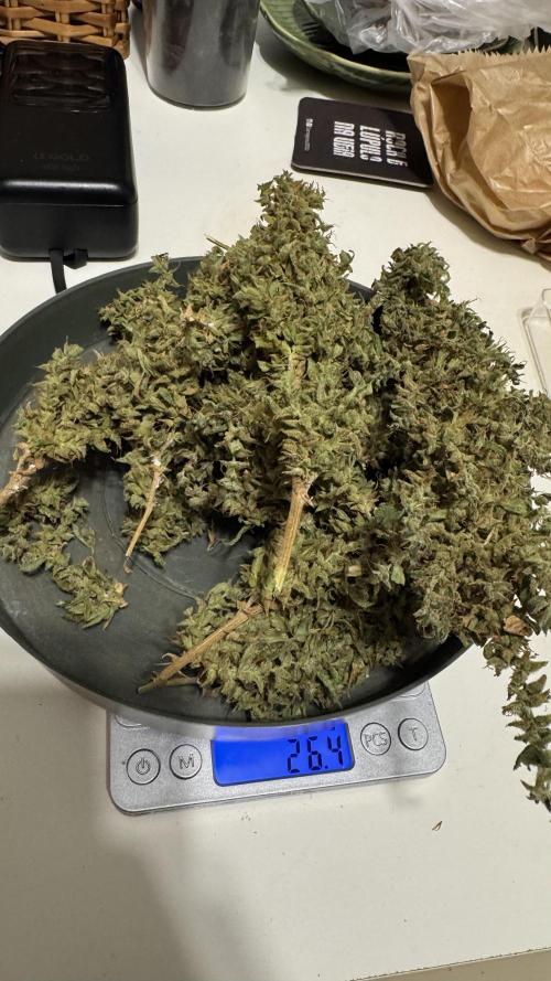 Gorilla & Northern Lights. Week 17