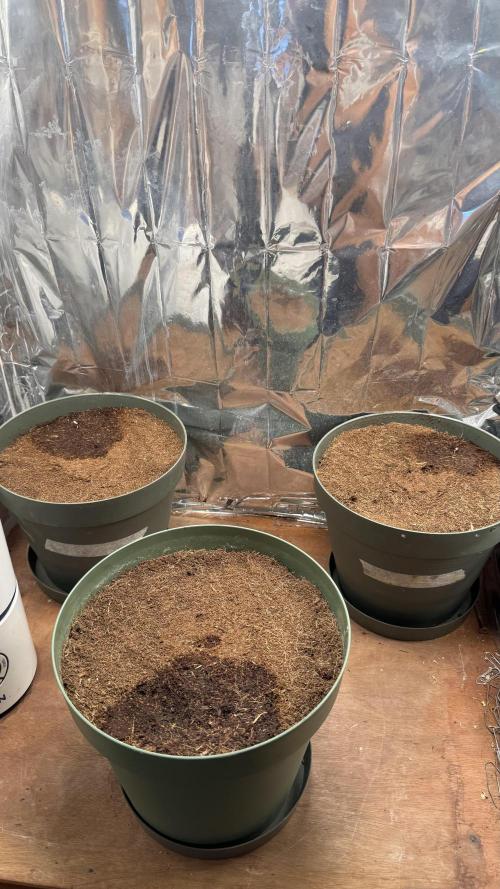 Gorilla Glue & Strawberry Banana. Week 0
