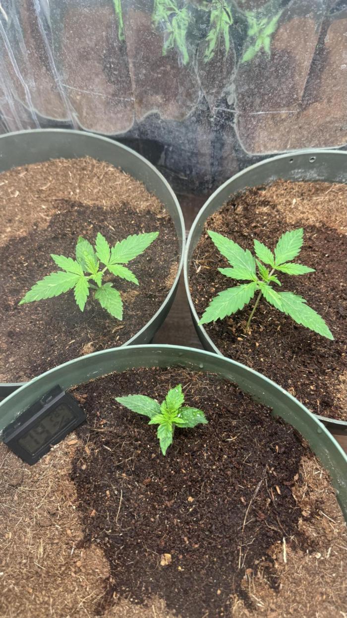 Gorilla Glue & Strawberry Banana. Week 2