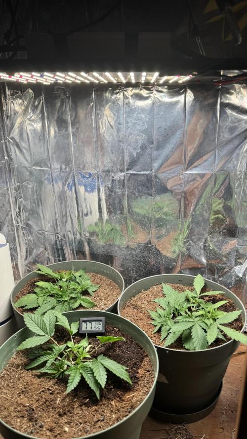 Gorilla Glue & Strawberry Banana. Week 3