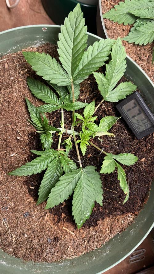 Gorilla Glue & Strawberry Banana. Week 3