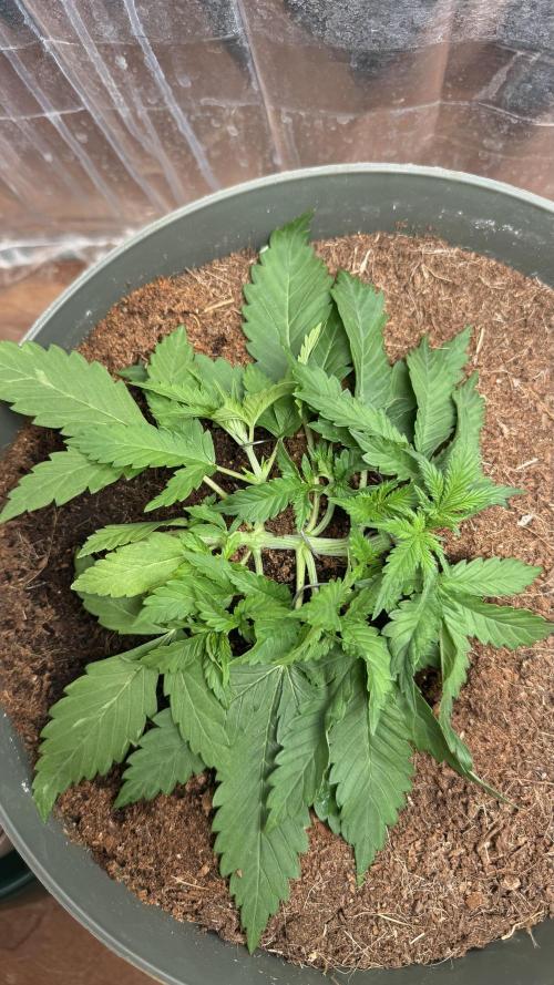 Gorilla Glue & Strawberry Banana. Week 3