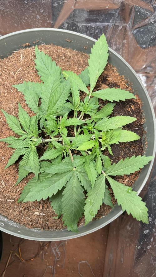 Gorilla Glue & Strawberry Banana. Week 3