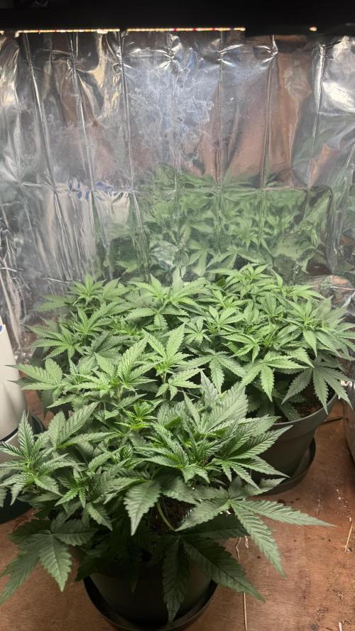 Gorilla Glue & Strawberry Banana. Week 4