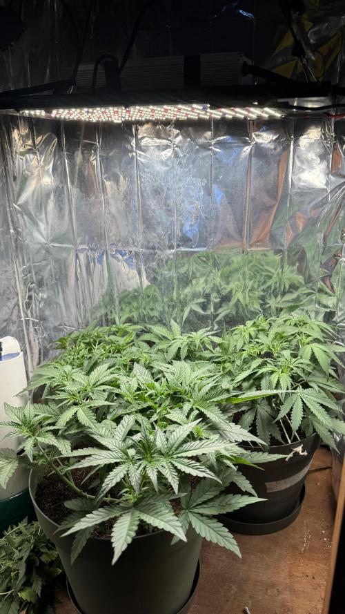 Gorilla Glue & Strawberry Banana. Week 4