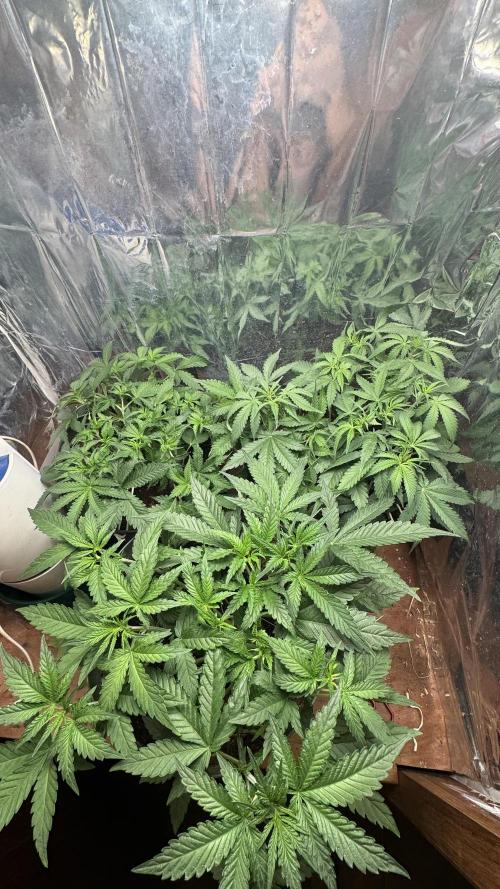 Gorilla Glue & Strawberry Banana. Week 4