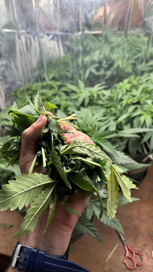 Gorilla Glue & Strawberry Banana. Week 4