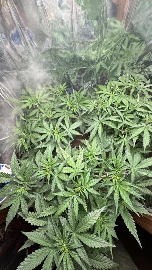 Gorilla Glue & Strawberry Banana. Week 5