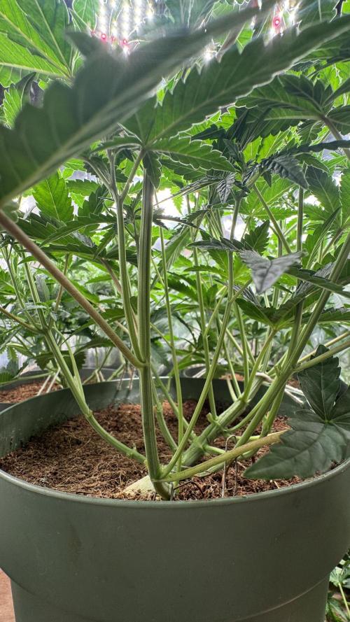 Gorilla Glue & Strawberry Banana. Week 5