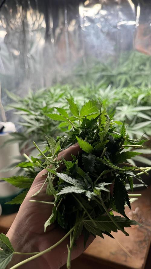 Gorilla Glue & Strawberry Banana. Week 5