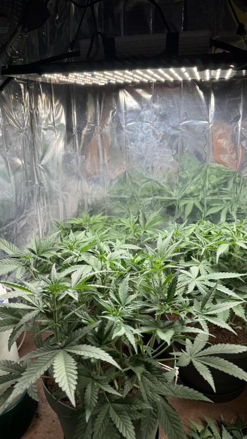 Gorilla Glue & Strawberry Banana. Week 5