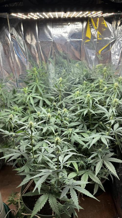 Gorilla Glue & Strawberry Banana. Week 6