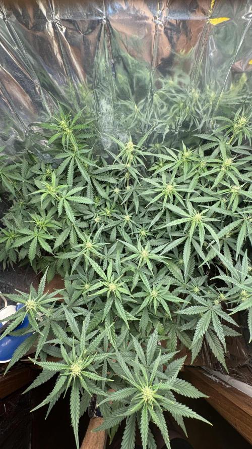 Gorilla Glue & Strawberry Banana. Week 6