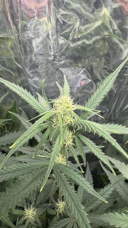 Gorilla Glue & Strawberry Banana. Week 6