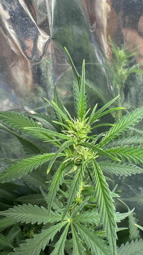 Gorilla Glue & Strawberry Banana. Week 6