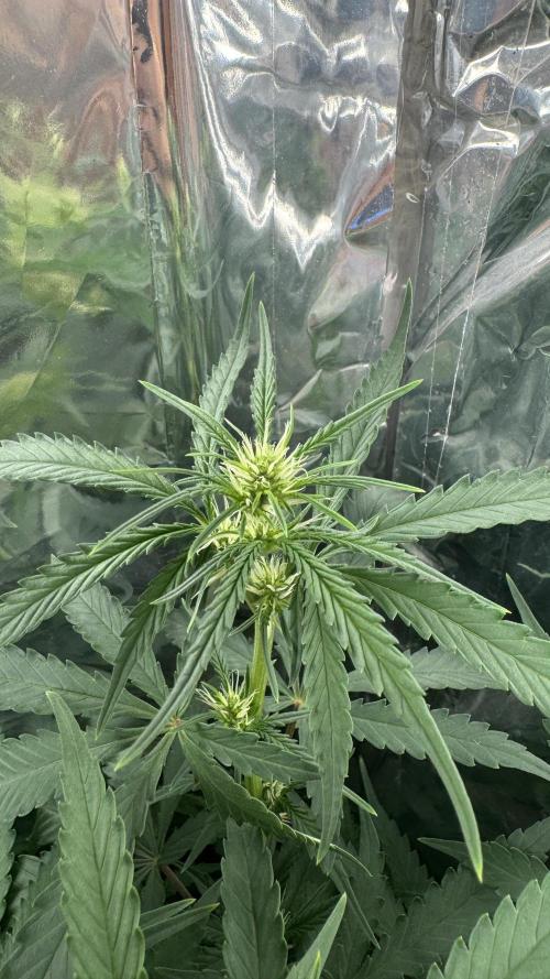 Gorilla Glue & Strawberry Banana. Week 6