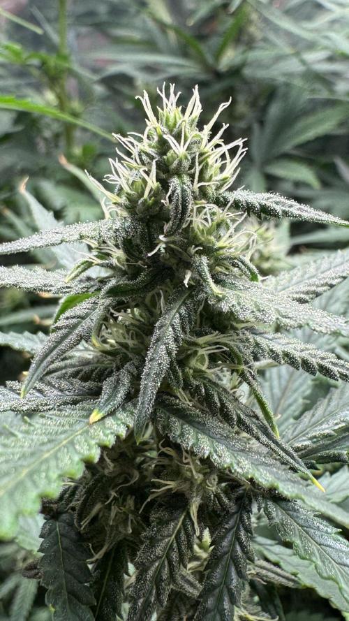 Gorilla Glue & Strawberry Banana. Week 7