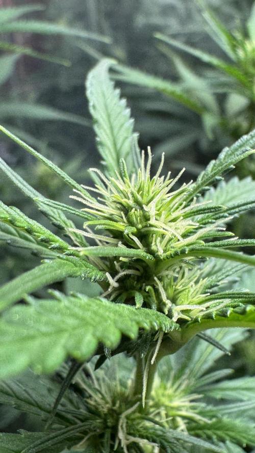 Gorilla Glue & Strawberry Banana. Week 7