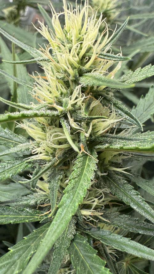 Gorilla Glue & Strawberry Banana. Week 7