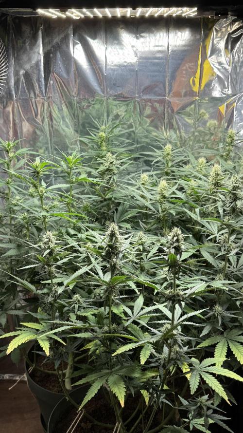 Gorilla Glue & Strawberry Banana. Week 7