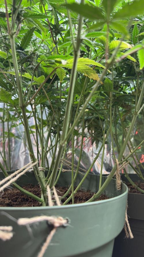 Gorilla Glue & Strawberry Banana. Week 7