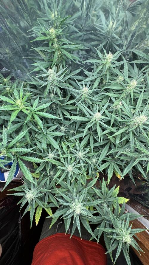 Gorilla Glue & Strawberry Banana. Week 7