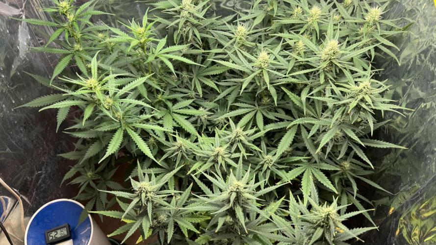 Gorilla Glue & Strawberry Banana. Week 7