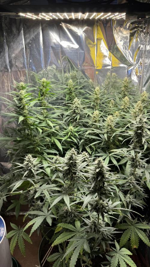 Gorilla Glue & Strawberry Banana. Week 8